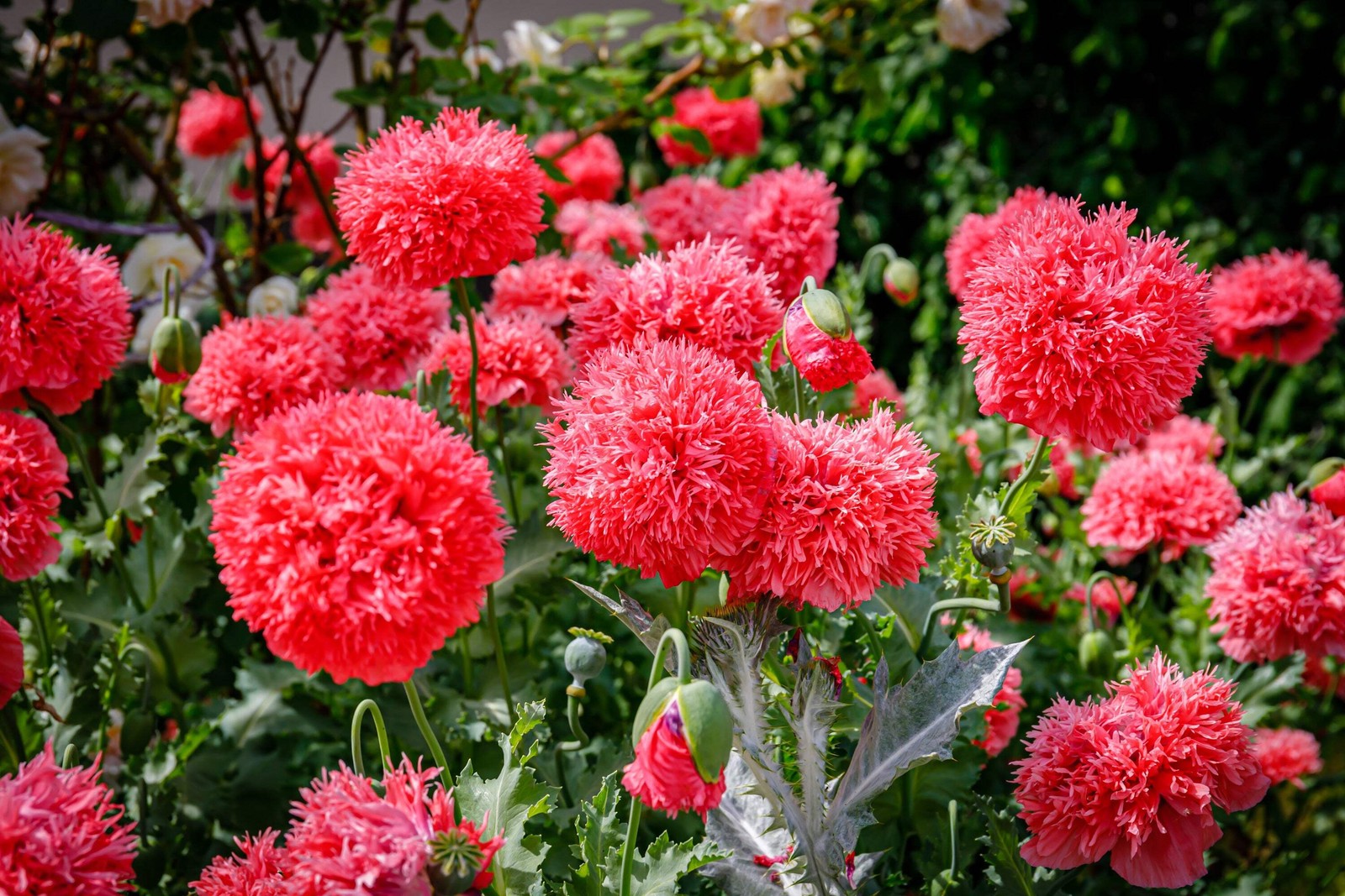 Giant Double Red Peony Poppy Papaver Peoniflorum Flower Seed...