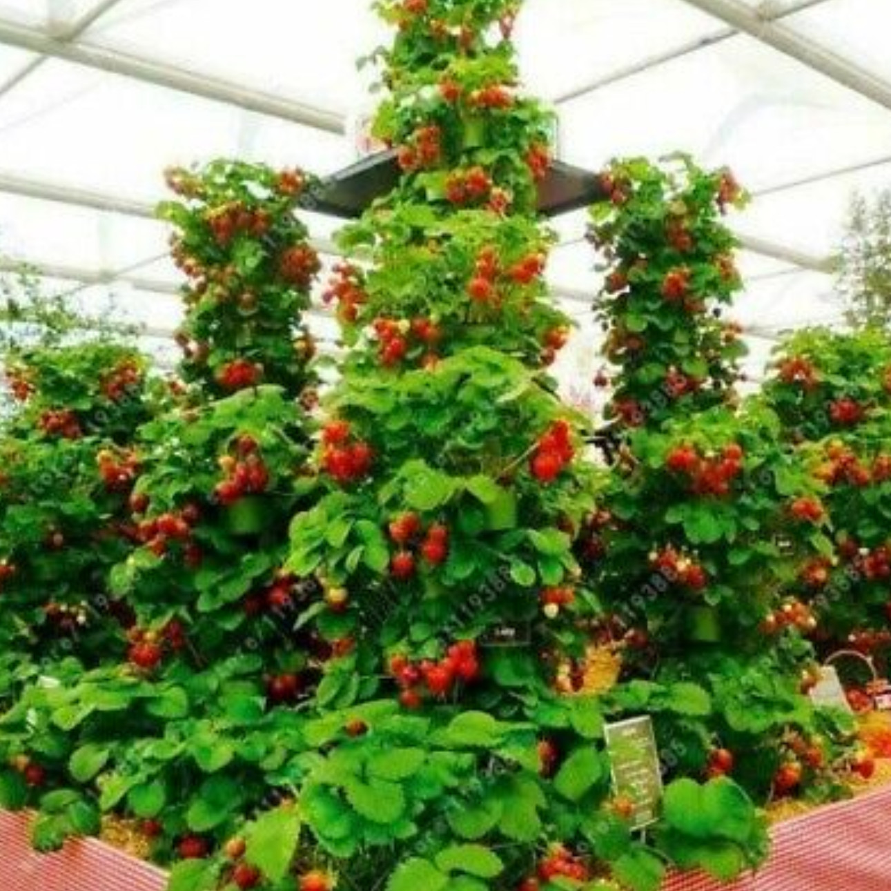 Vertical Strawberry Seeds - Fresh Fruit
