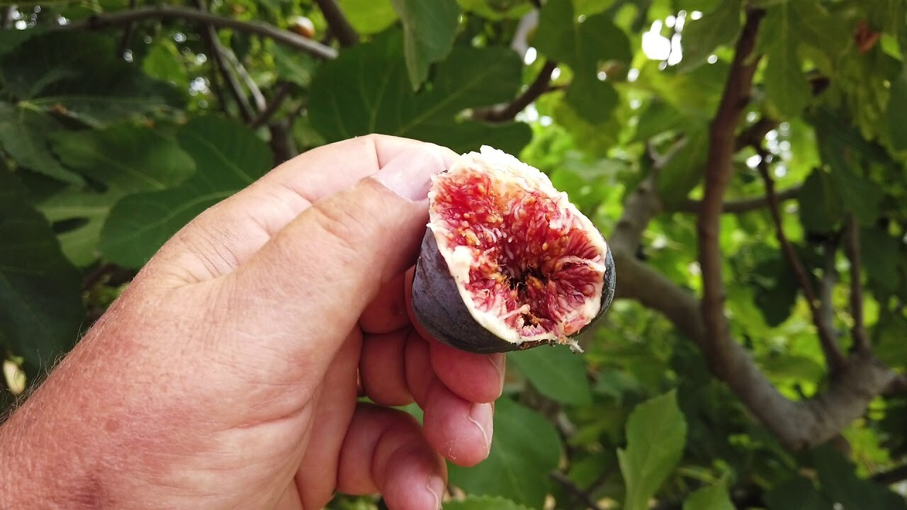 Black Mission Fig Tree (4 Live Plants)