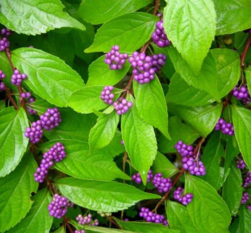 Purple Beautyberry Live Plant Shrub