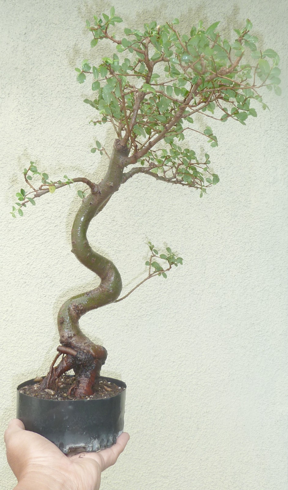 Chinese Elm Dwarf Bonsai - Nice Movement Fat Trunk Nebari