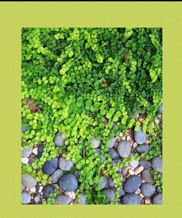 Creeping Jenny Ground Cover Plant - Evergreen, Hardy & Fast...