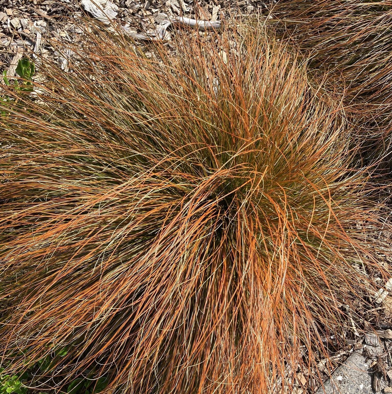Carex Testacea Ornamental Orange Grass 50 Seeds