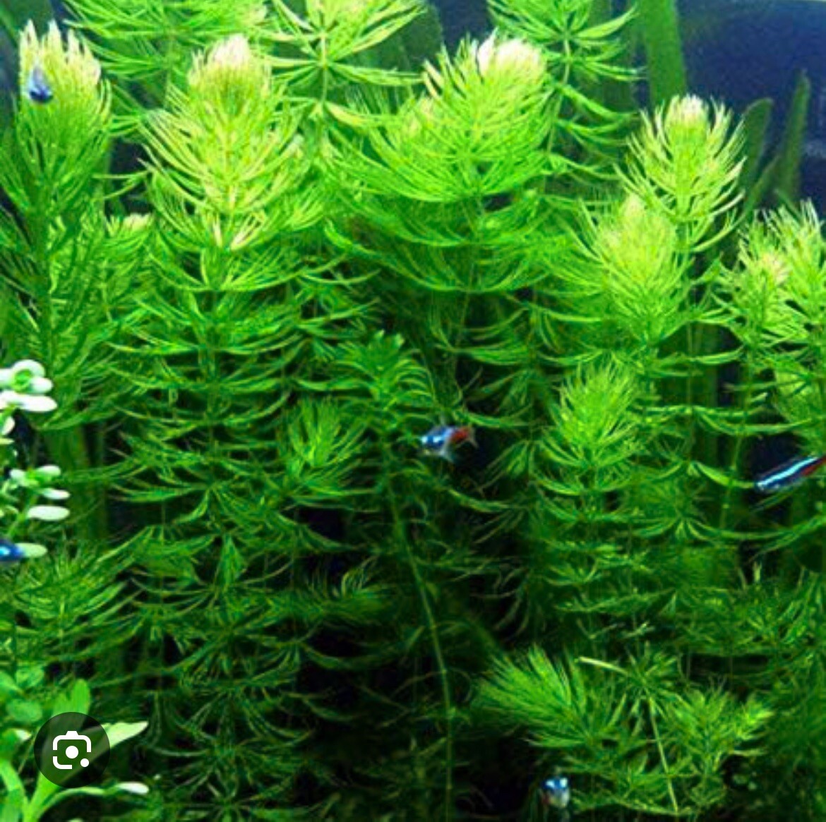Large Amount Hornwort (Ceratophyllum) Live Aquarium Pond Pla...