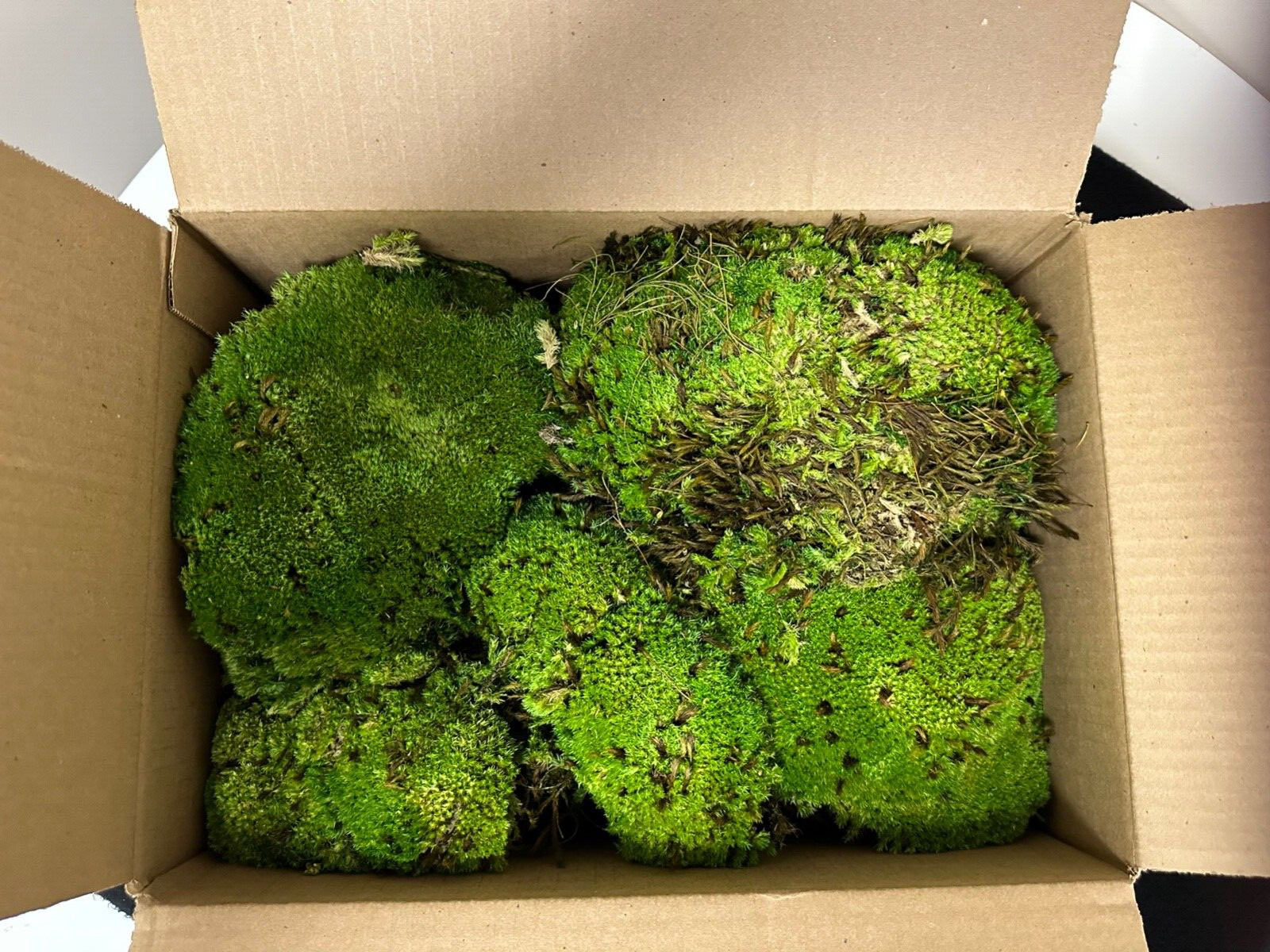 Super Moss 1564 Cuin Royal Pool Moss #21881