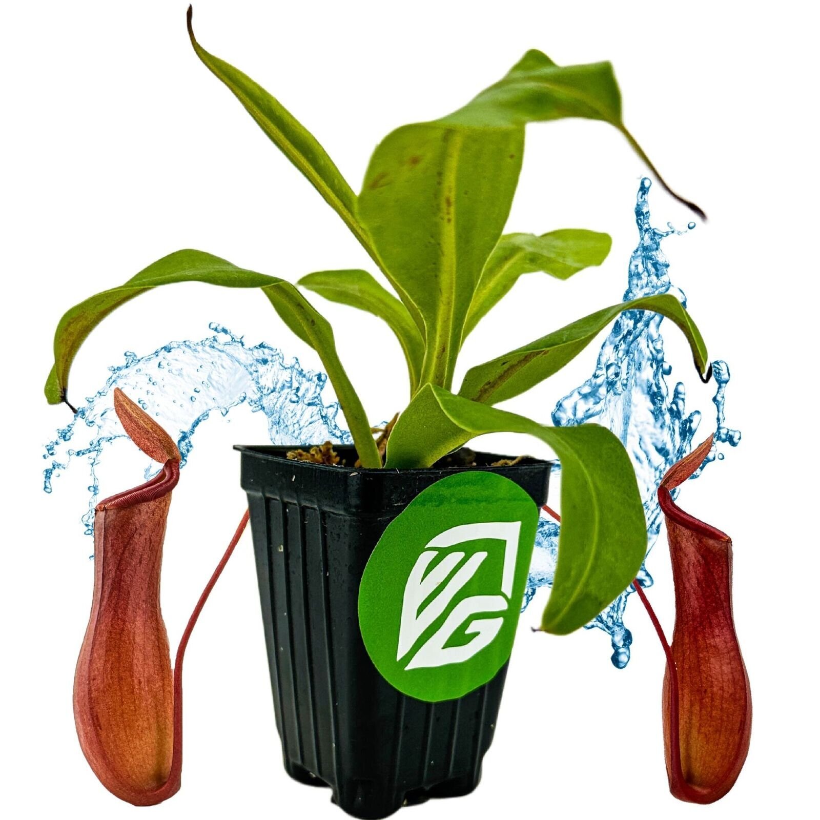 Nepenthes Alata Carnivorous Pitcher Plant (Live)