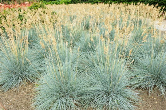 Blue Fescue Grass Seeds (Festuca Cinerea Glauca) Silvery Blu...