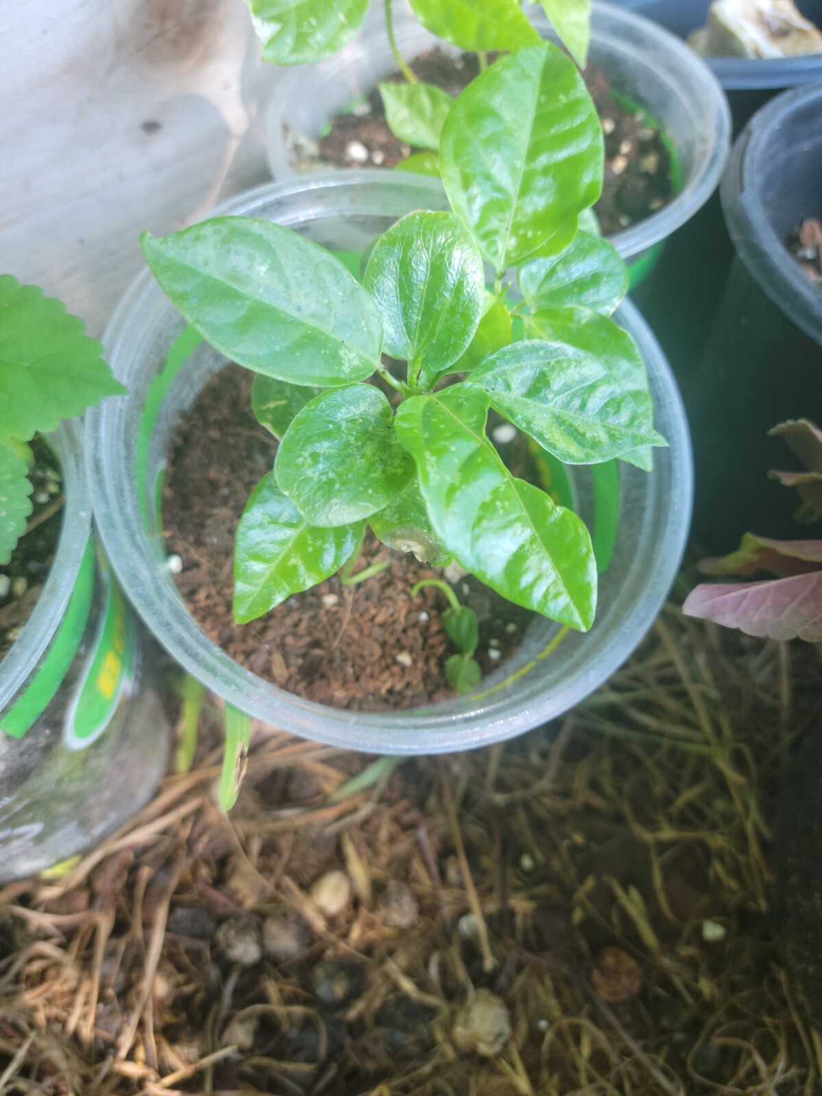 Maypop Purple Passion Flower Live Plant Vine (Incarnata x Ci...