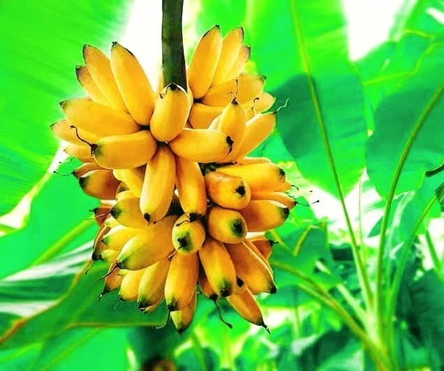Chiquita Musa Grand Nain Banana Tree – Will Fruit This Year