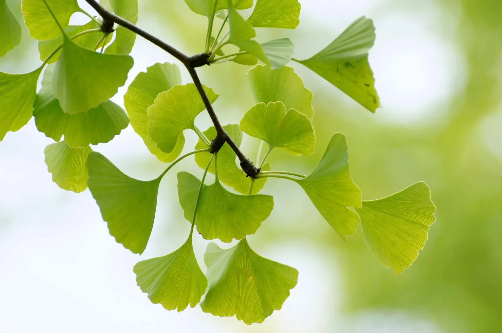 Ginkgo Tree Ginkgo Biloba Bare Root 12-24"