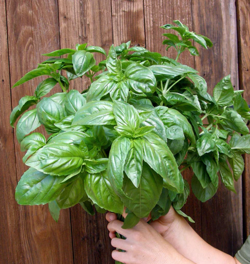 Sweet Basil Live Herb Plant – 8" Tall – 4" Pot