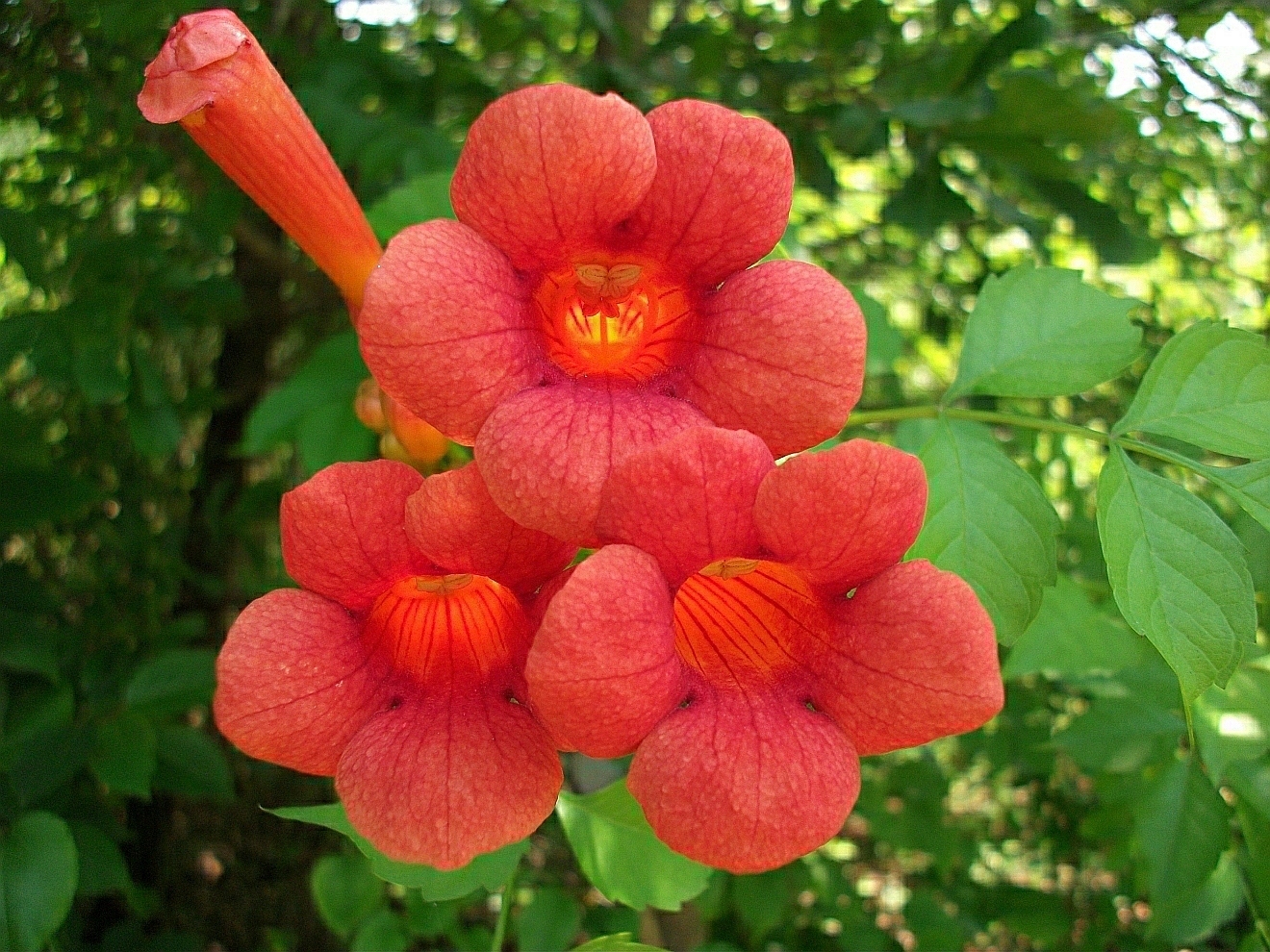 Trumpet Creeper Campsis radicans Vine Seeds - Fast & Hardy