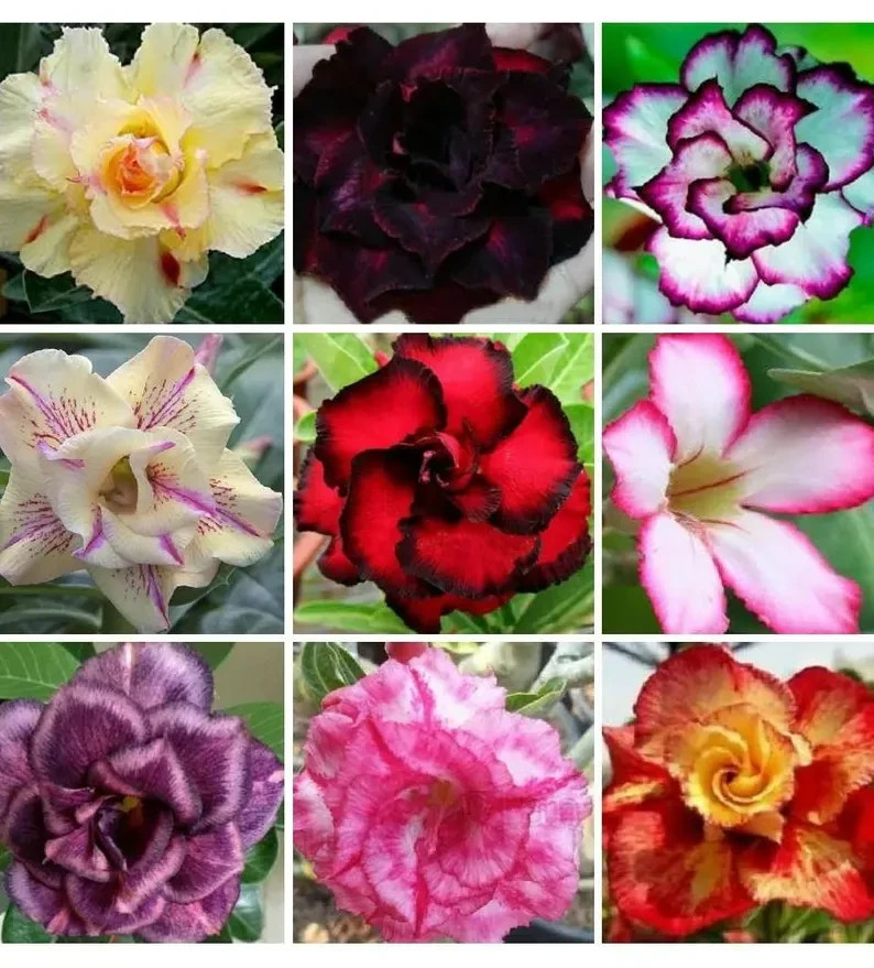 Desert Rose Adenium Obesum Bonsai Flower Seeds, 100 Mixed Co...