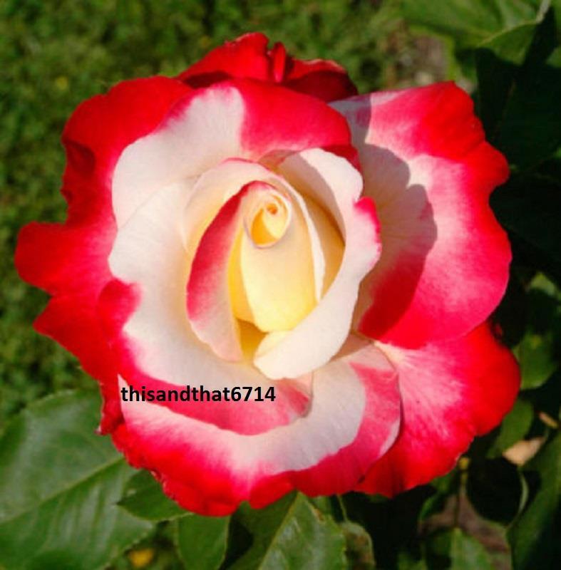 Double Delight #5 Rose Bush, 50 or 100 Seeds
