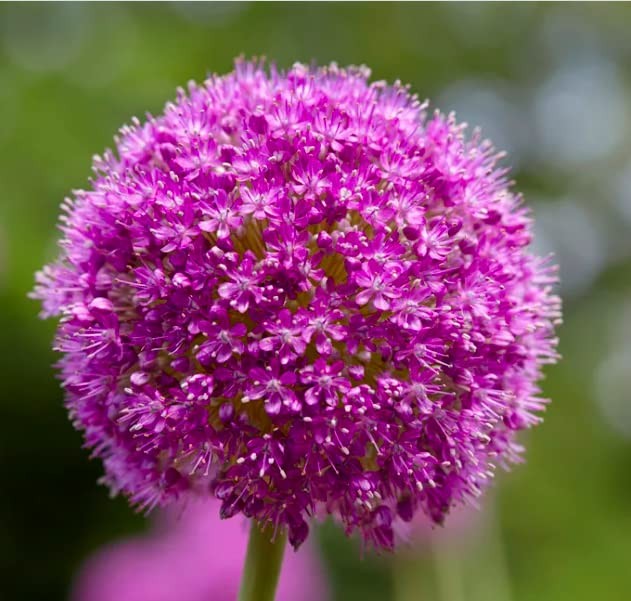 Allium Bulbs for Planting - Purple Sensation - 10 Large Bulb...