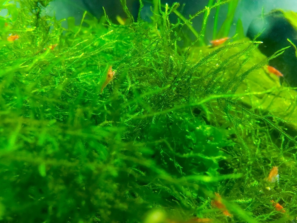 Live Java Moss (Taxiphyllum barbieri) Bundle