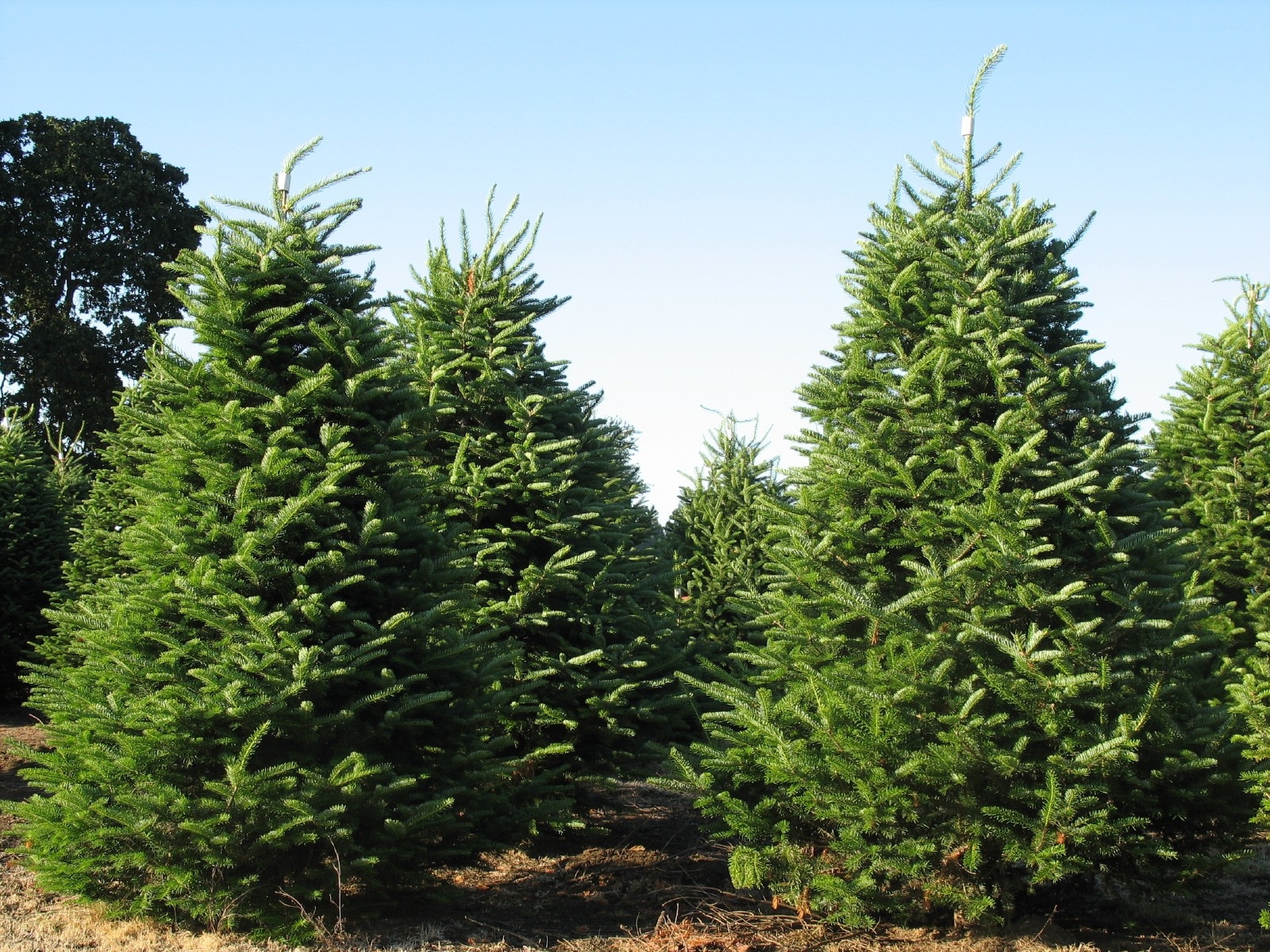 Balsam Fir Tree Seeds, Fragrant Hardy Evergreen, Bonsai
