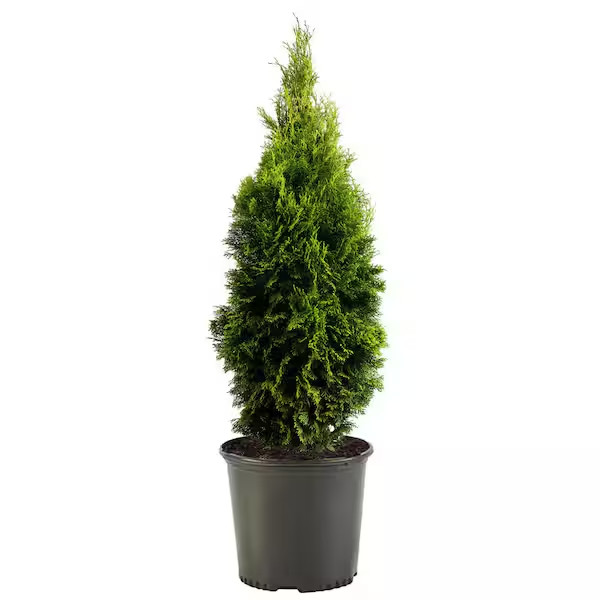 Emerald Green Arborvitae Shrub 1 Gal.