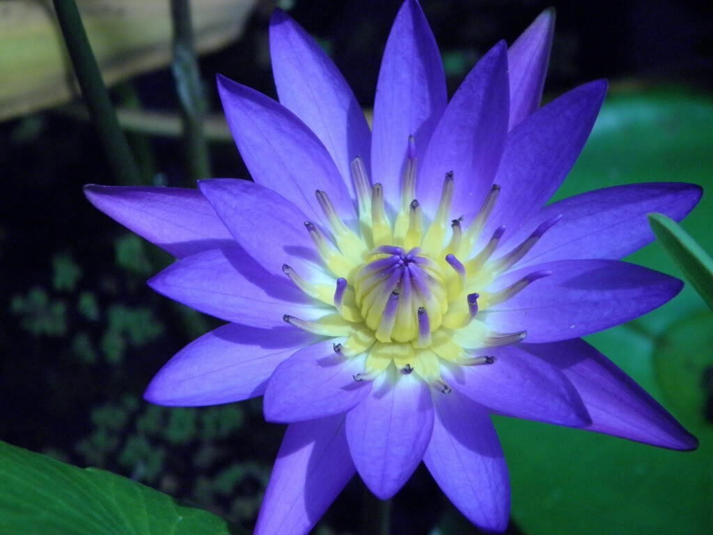 Purple Water Lily Pad Nymphaea Pond Lotus Flower Seeds (10 P...
