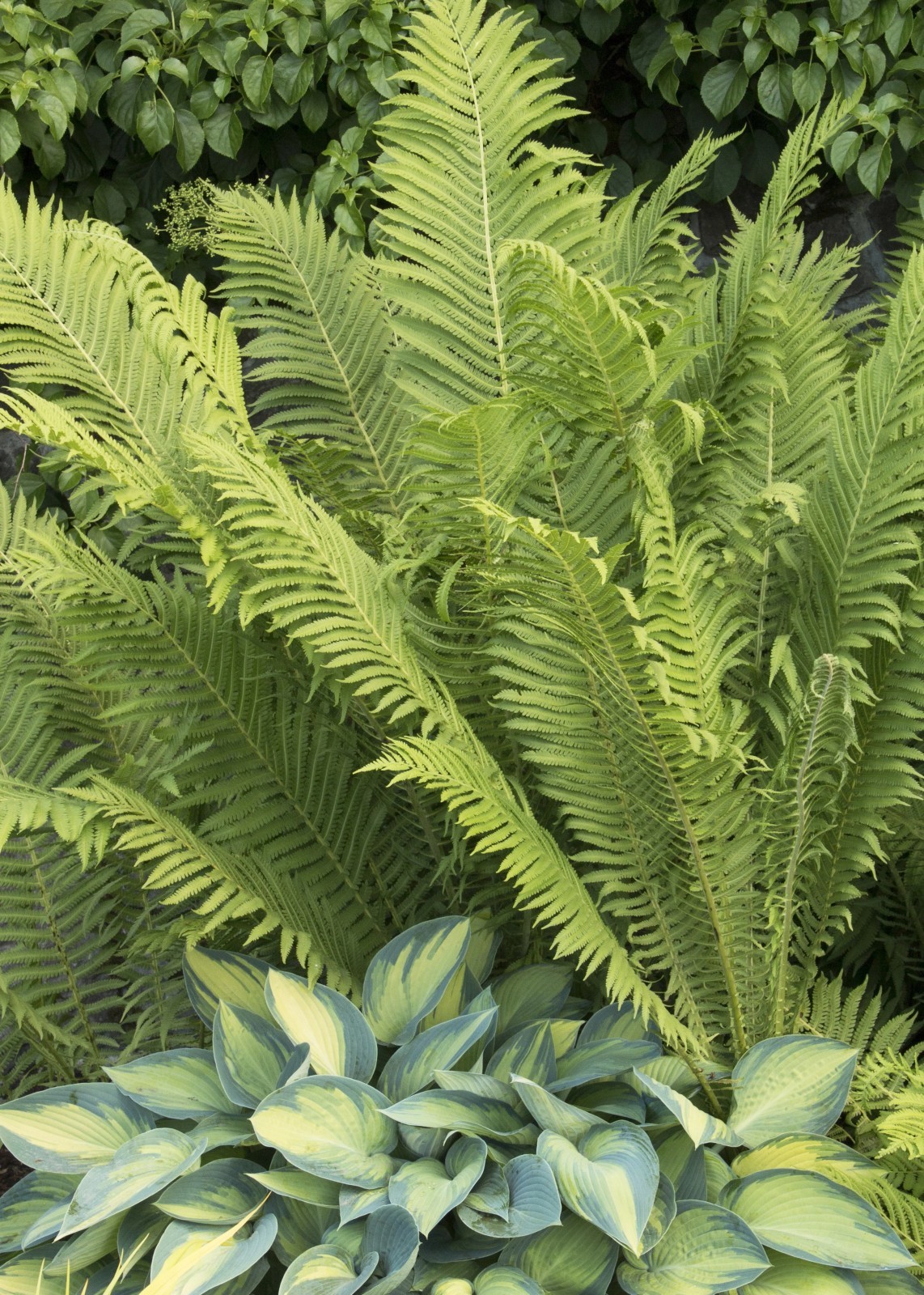 Ostrich Fern (Matteuccia Struthiopteris) Live Plant Shade Pe...
