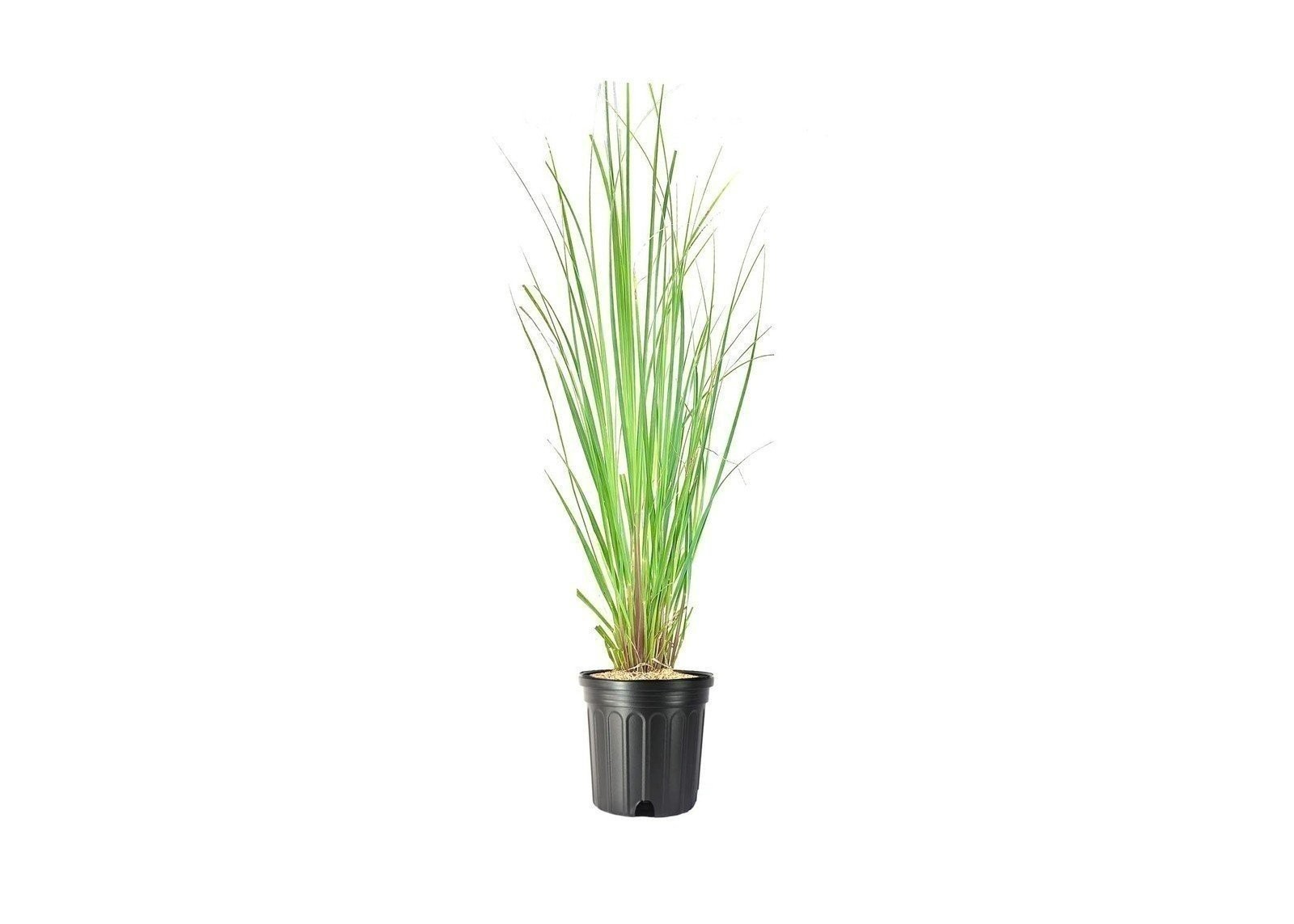 Pampas Grass 1 Gallon Cortaderia Selloana Ornamental Border...