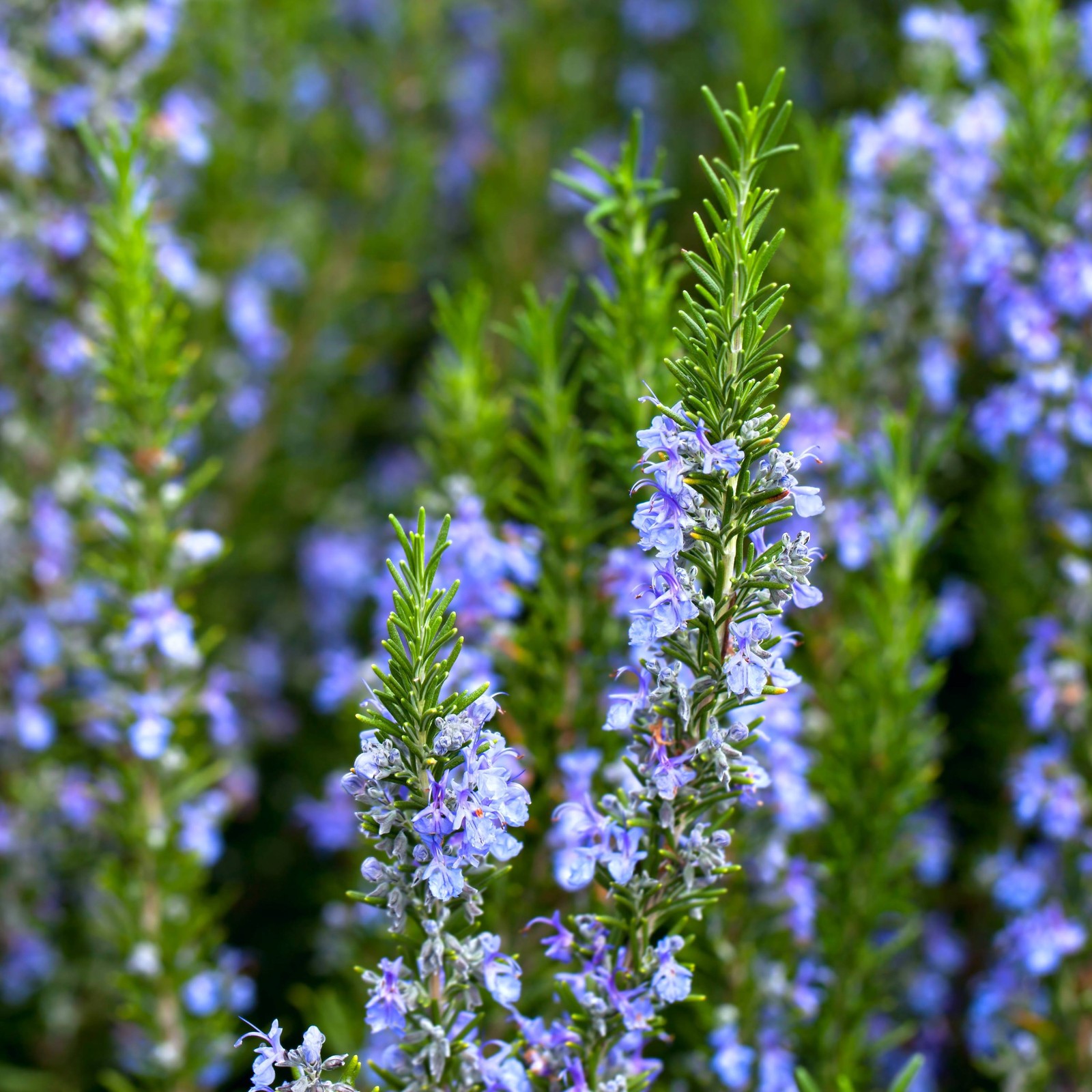 Rosemary Blue 2 Potted Plants - Rooted in Quart Pots