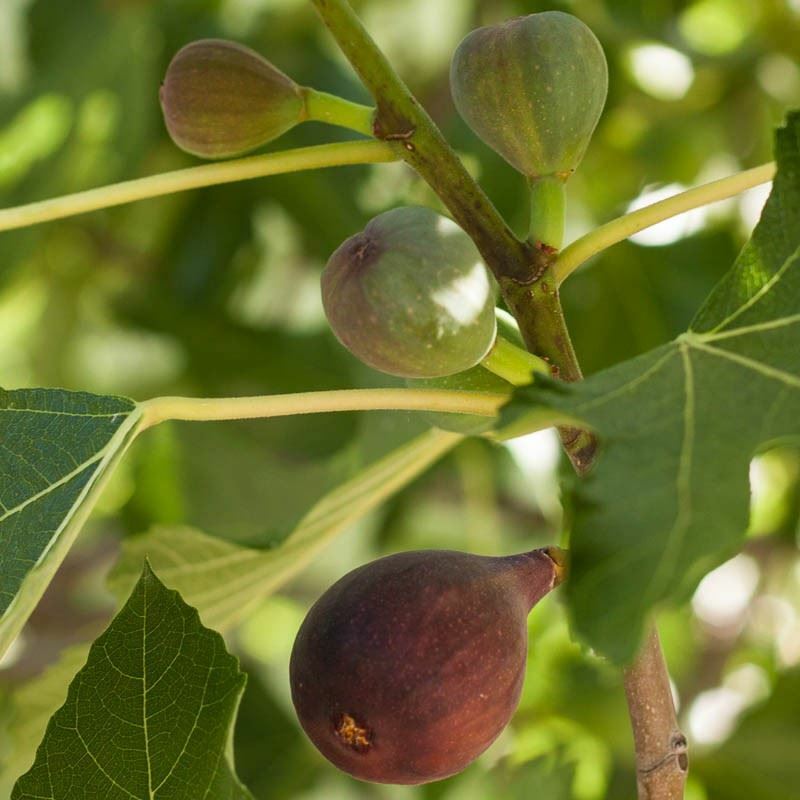 Fig Tree - Brown Turkey - Ficus Carica Fruiting Tree