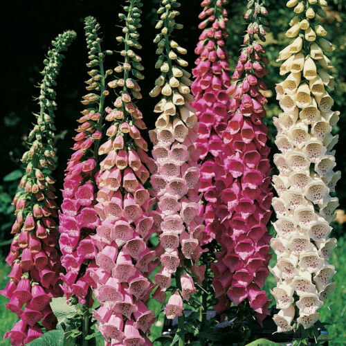 Foxglove Excelsior Mix Seeds - Shade/Sun - 2000 Seeds