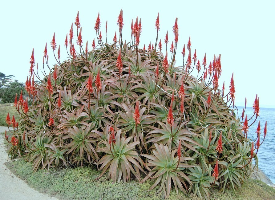 Aloe Arborescens Kranz Vera Healing Medicinal Succulent Rare...