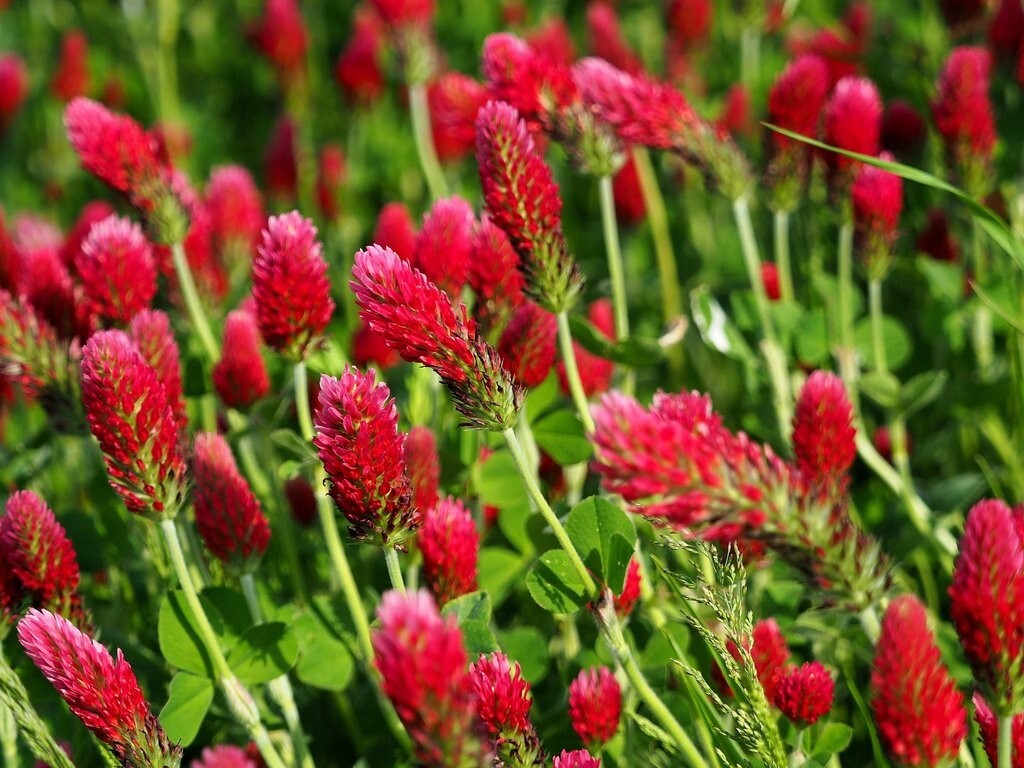 Crimson Clover Seeds - 200+ Red Flowers - USA Annual Pack