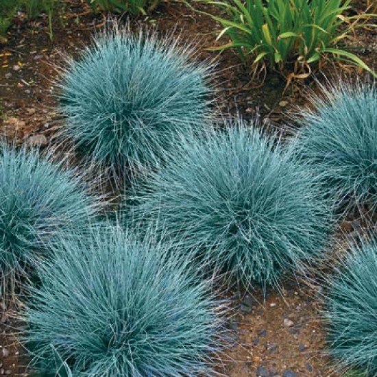Blue Fescue Ornamental Grass Seeds, Blue-Green Perennial 100...