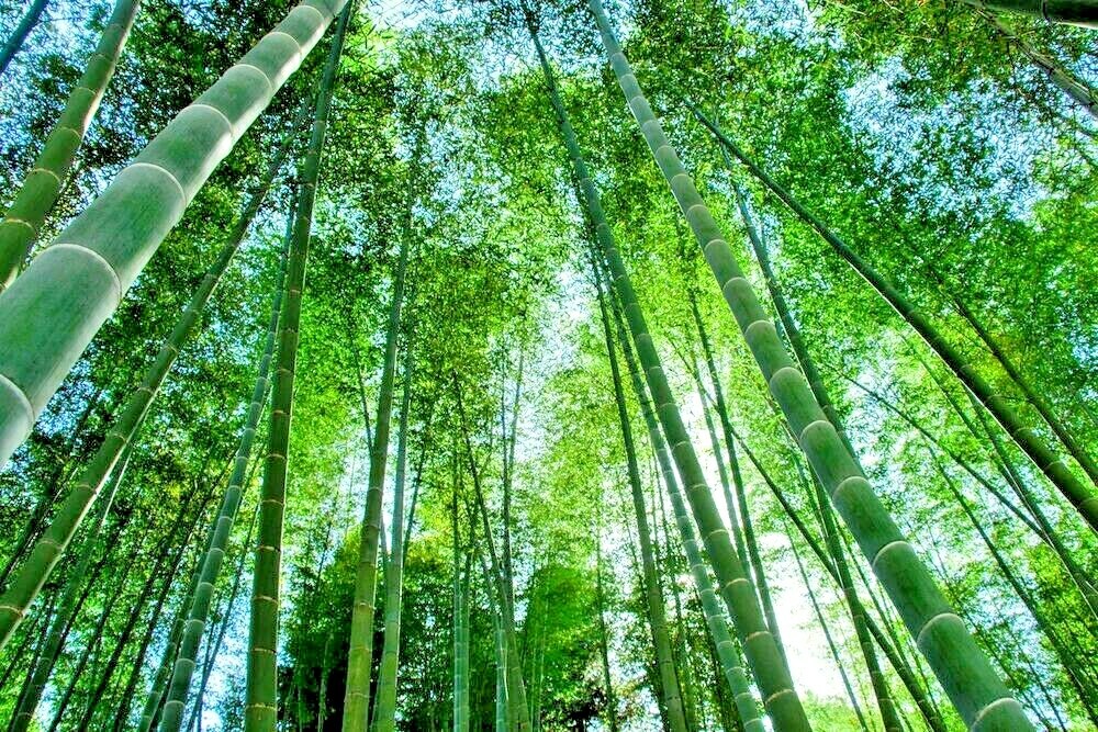 Giant Moso Bamboo Seeds - Phyllostachys pubescens