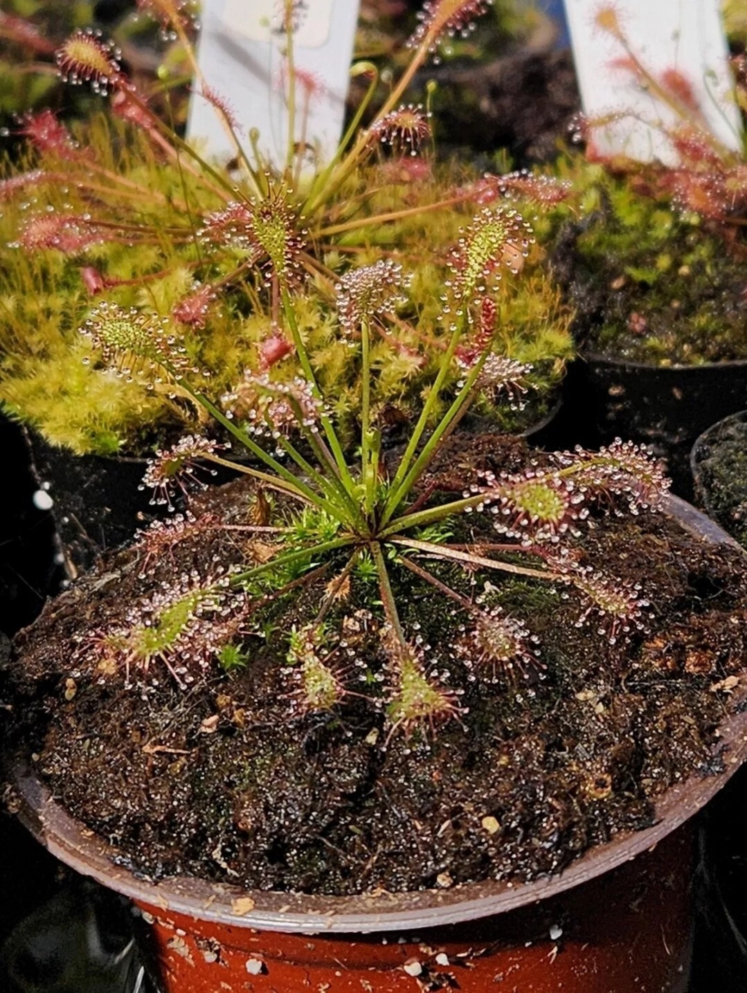 "Drosera Intermedia Red Sundew Seeds"