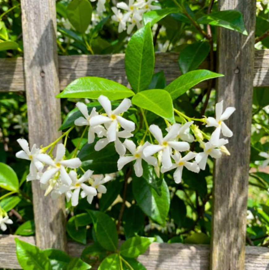 Confederate Star Jasmine Plant – Medium Size Pot – Fragrant...