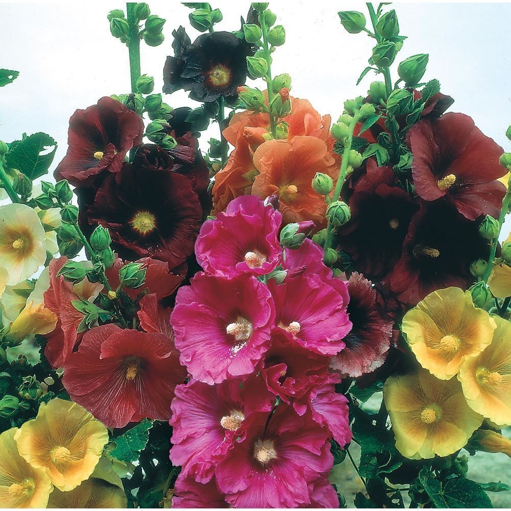 Giant Danish Mix Hollyhock Seeds - Rare Biennial, 11 Feet Ta...