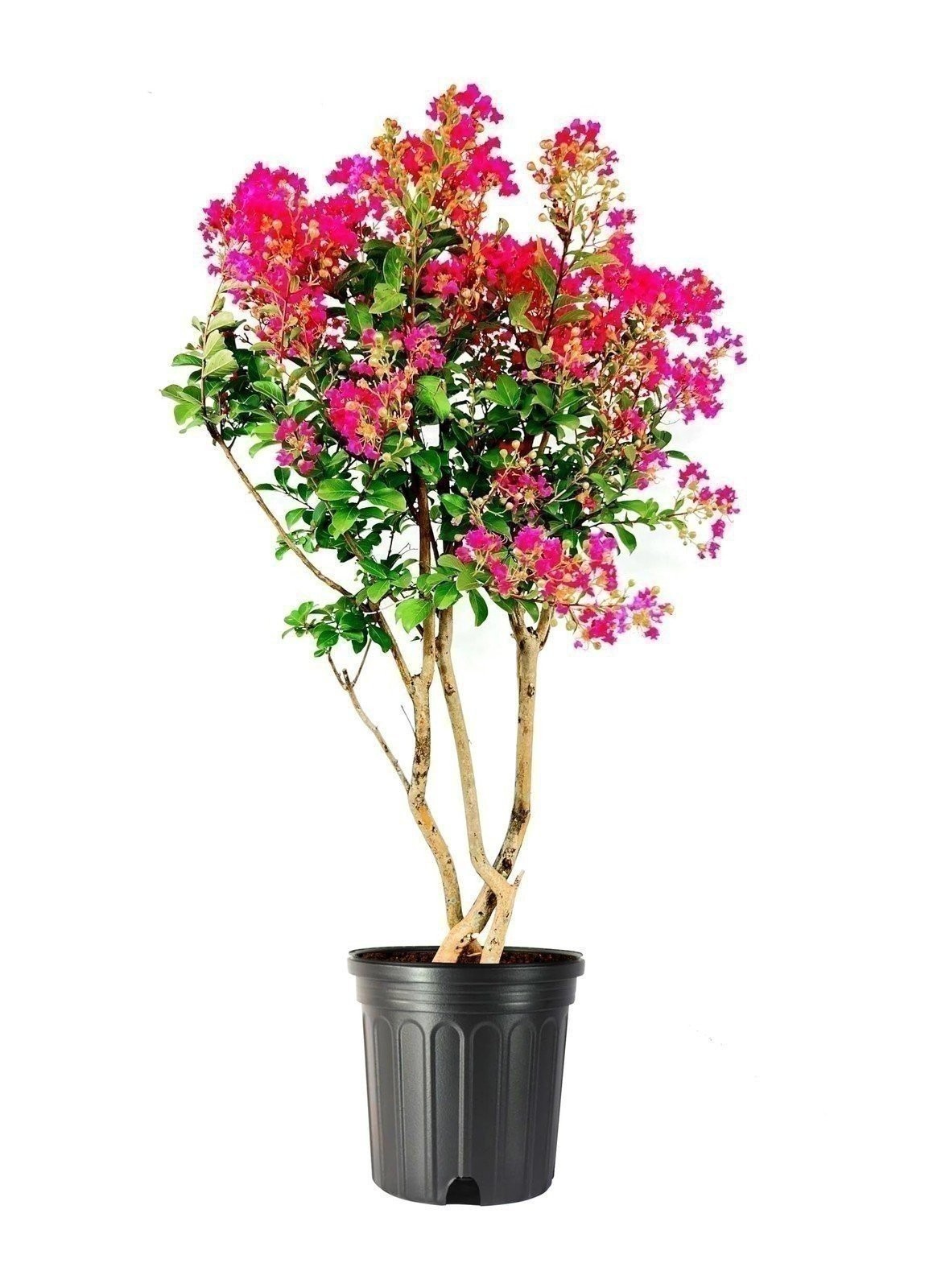Crape Myrtle Tonto 3 Gallon Lagerstroemia Indica Flowering T...