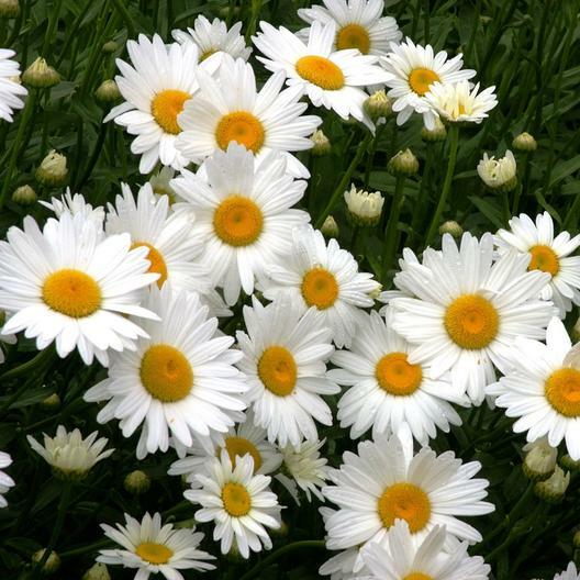 Shasta Daisy Chrysanthemum Perennial Heirloom Flower 500 See...