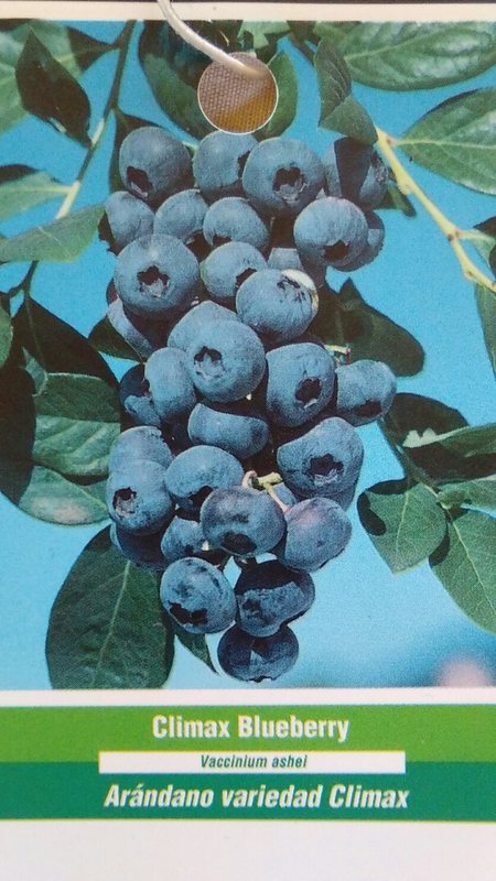 Climax Blueberry Bush - 5 Gallon Fruiting Plant