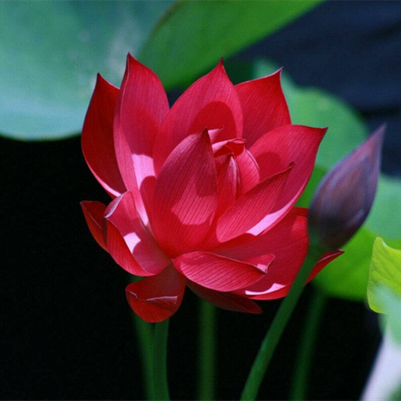 Red Lotus Seeds Nelumbo Nucifera Hardy Tropical - 5 Seeds