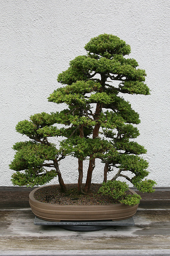 Japanese Cryptomeria japonica Tree Seeds - Fast-Growing Ever...