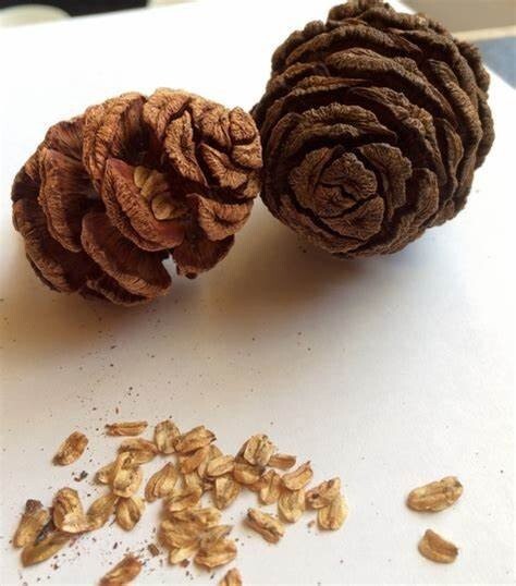 Giant Sequoia Sequoiadendron Giganteum 25+ Seeds