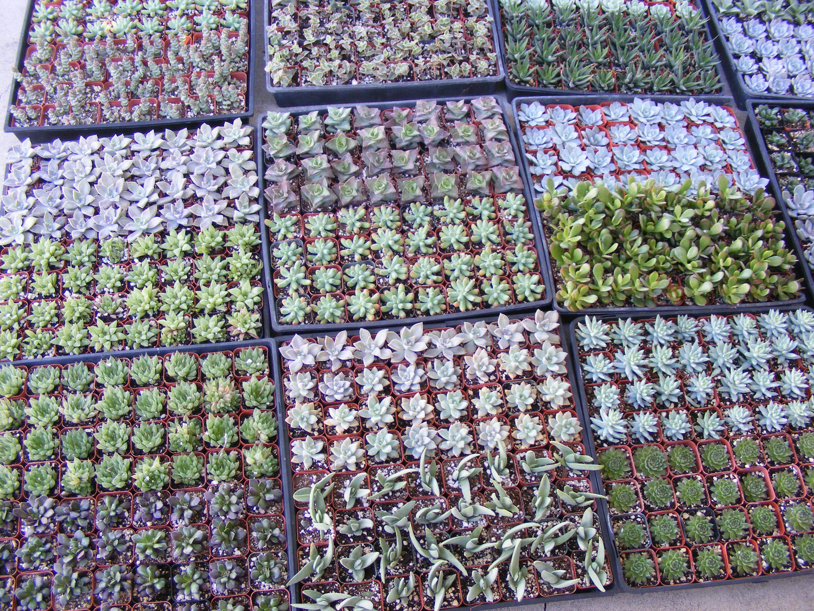 20 Assorted Succulent Plants – 2-Inch Pots, Many Varieties