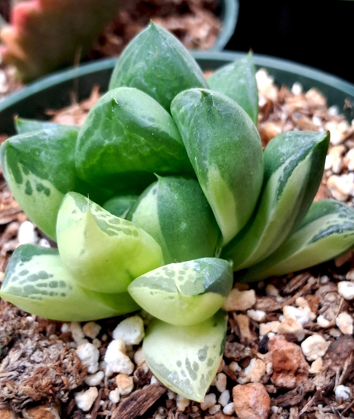 Haworthia Variegata Variegated Plant - Collector Favorite Pe...