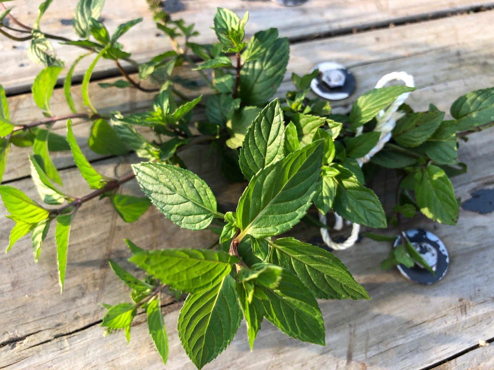 Organic Rooted Pepper Mint Cuttings - 5 Count - Ready to Pla...