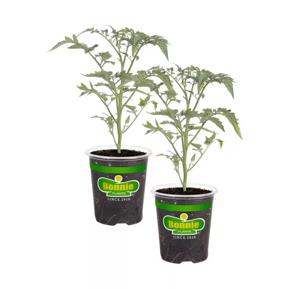 Super Sweet Tomato Plant (2-Pack) - 19 Oz