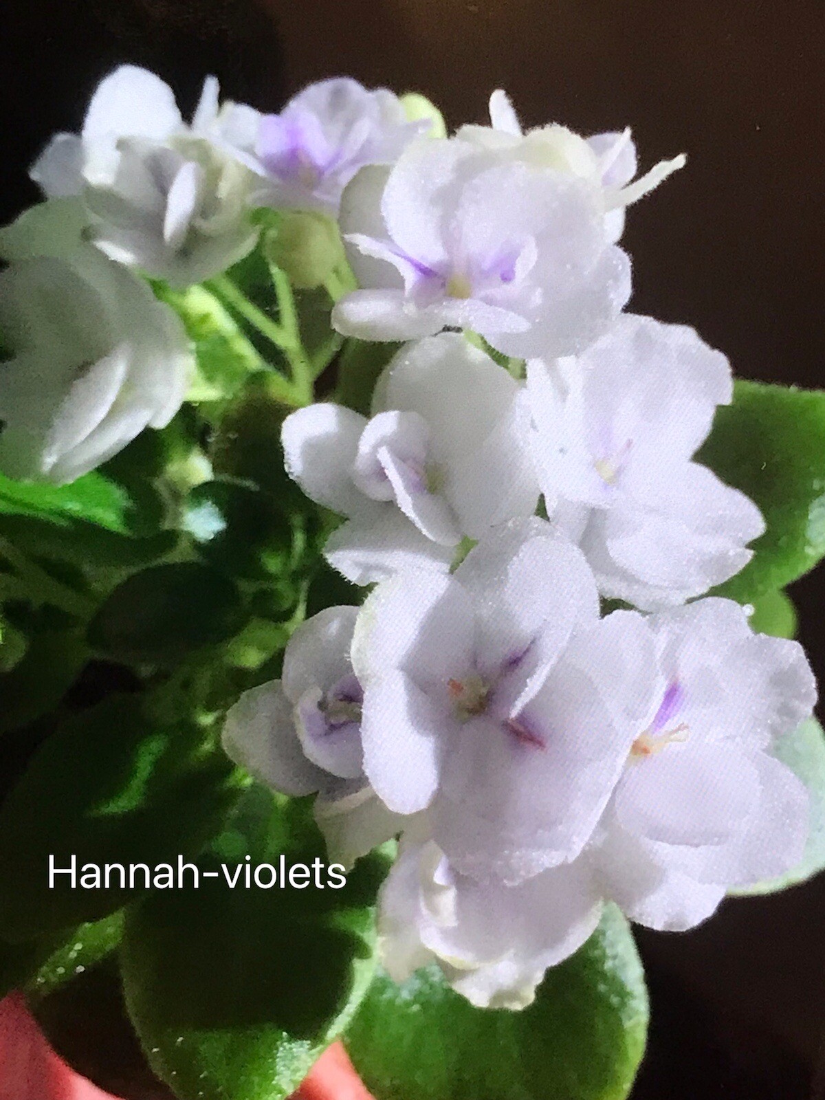 African Violet Plant "Jolly Orchid" (Semi-Miniature)