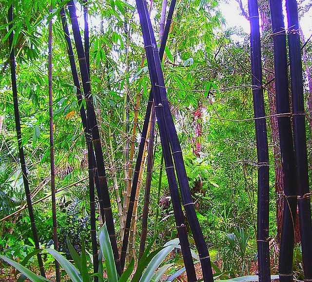 Black Bamboo (Phyllostachys Nigra) Seeds - 50+, USA Shipped