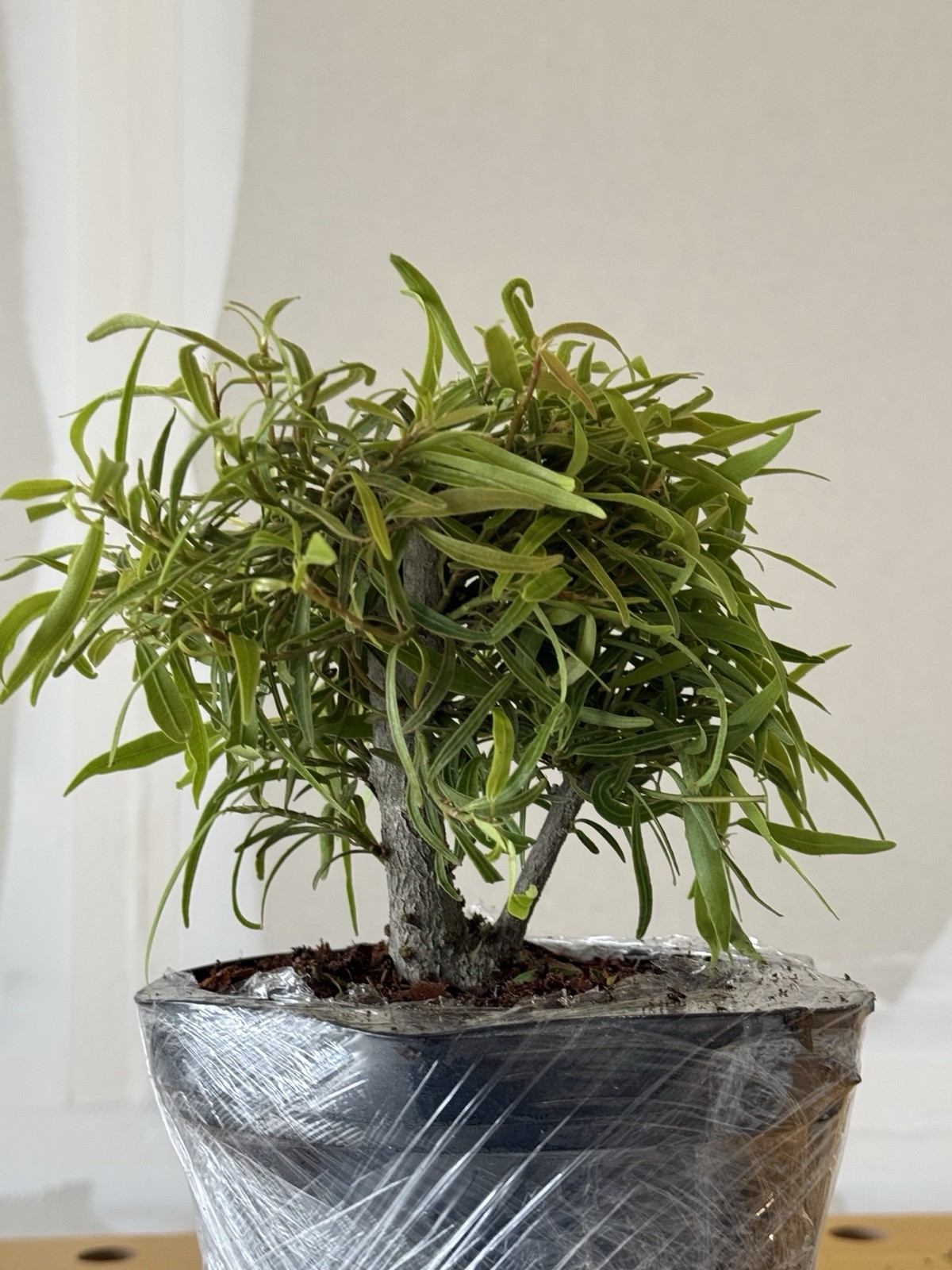 Bonsai Willow Leaf Ficus Tree, 6 Inch Shohin