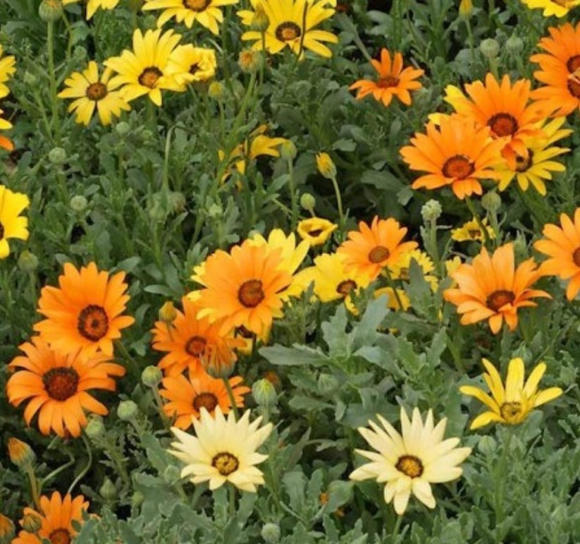 African Daisy Seeds - 200+ Count - Fresh Seeds