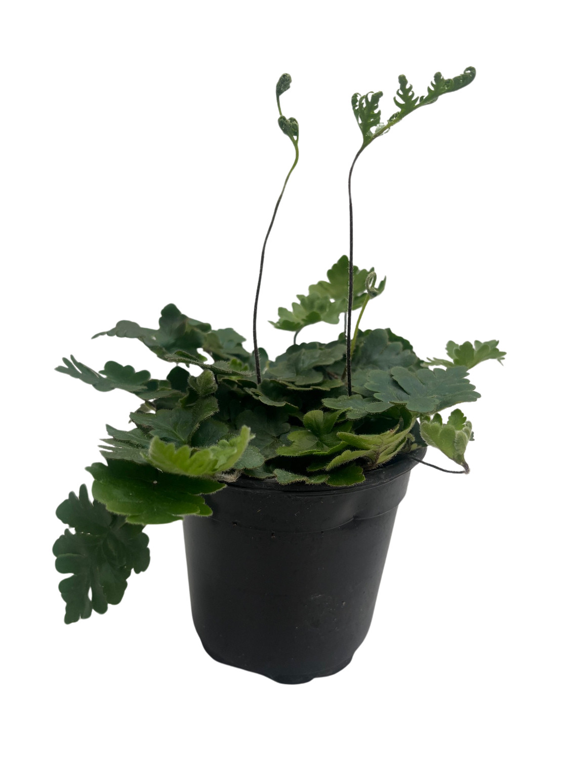 Antenna Fern (Doryopteris cordata) - Live Plant in 4" Pot